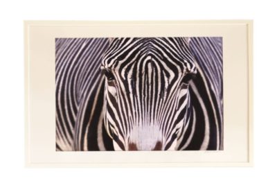 Black and white striped zebra head in a white frame