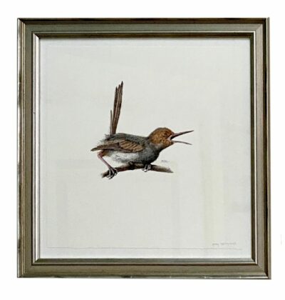 Ashy Tailorbird original pen on paper art framed in silver by Michele Feder.