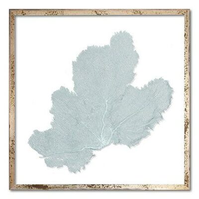 Close-up of framed sea fan with intricate veins and natural texture in silver acid washed frame.