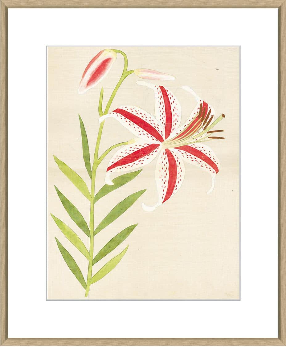A framed reproduction print depicting vibrant lilies, beautifully illustrated in full color.