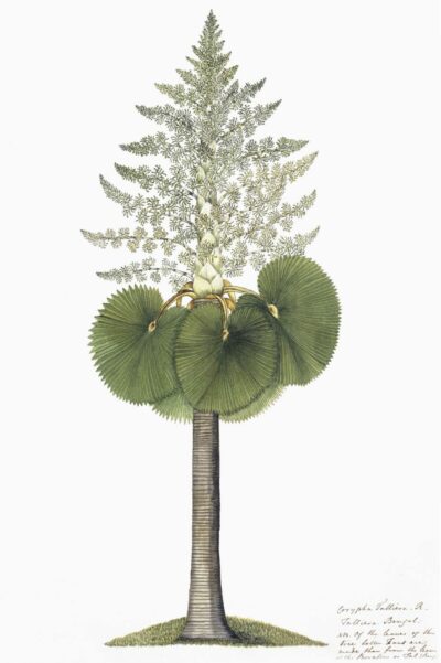 19th century East Indian print of a palm tree set in an archival paper, framed within a wide white frame.