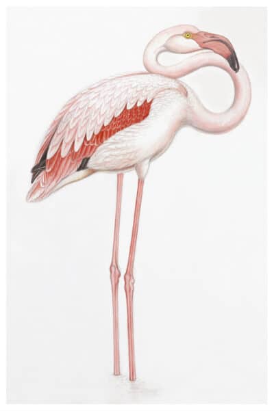 A right facing flamingo framed print featuring a pink bird with long legs against a white background The image showcases a detailed