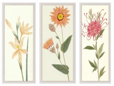 Assorted Hubbard Flower Reproductions in Acrylic Box Frames, Prices Vary