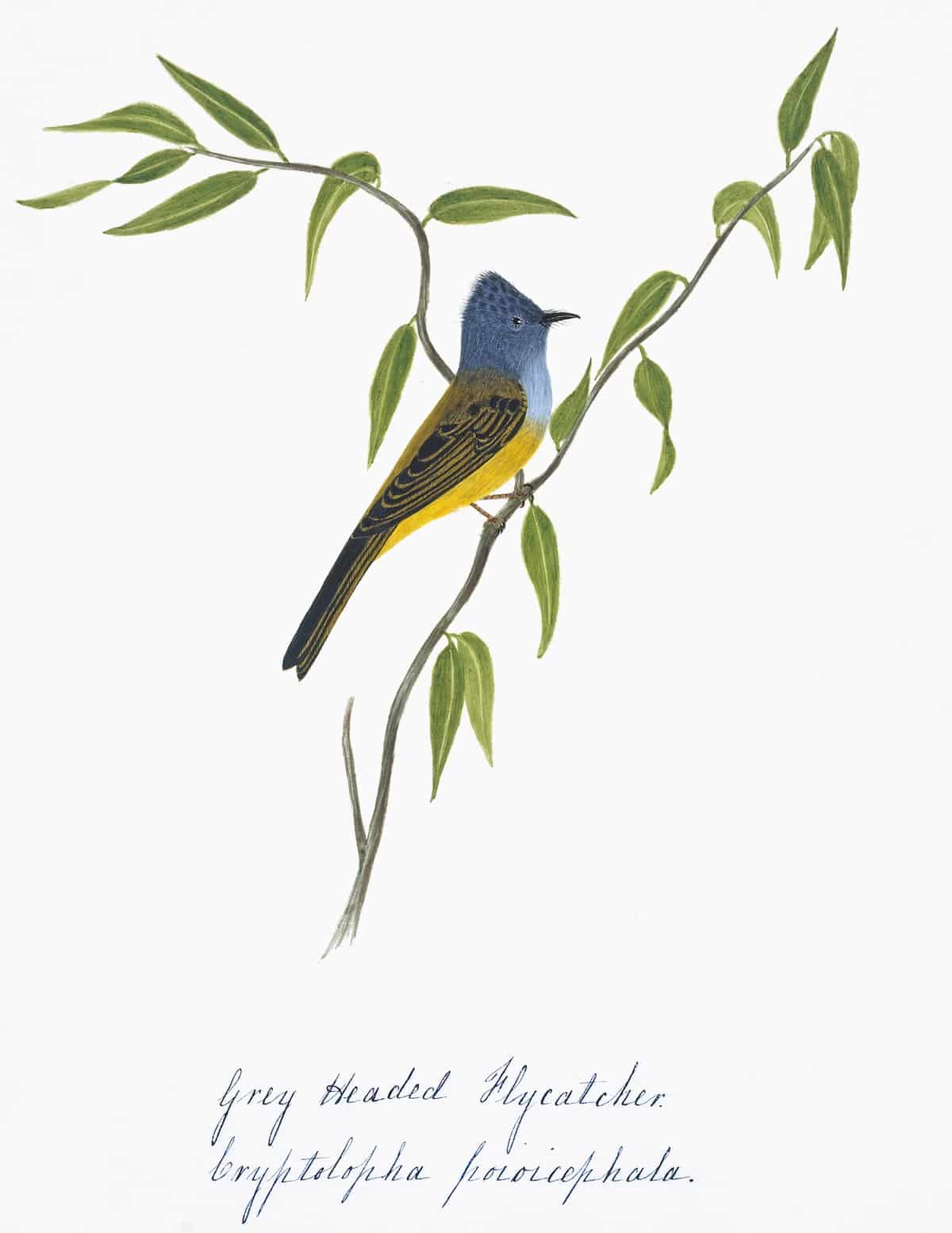 Grey-headed Flycatcher bird print in natural walnut frame, close-up view.