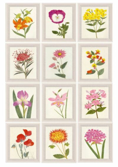 Small Hubbard Flower Reproduction Prints