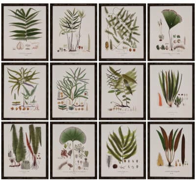 Botanical Fern Reproduction Print