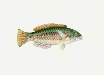 Polynesian Fish Print 2