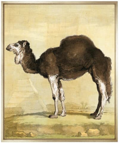 Front view of elegant Camelus Dromedarius Giclee Print in Walnut Wedge Frame, showcasing its intricate details against a natural backdrop.