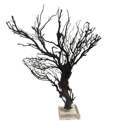 Close-up of vintage black sea fan on stand, showcasing intricate details and natural beauty.