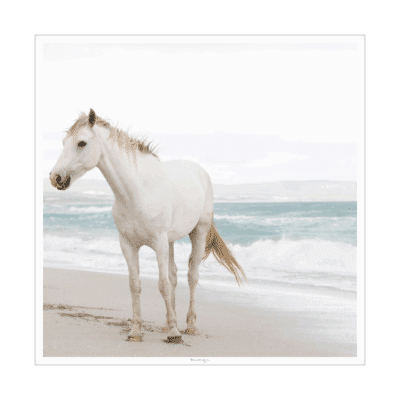 Front view of white horse standing on sandy beach in natural light, with ocean waves in background.