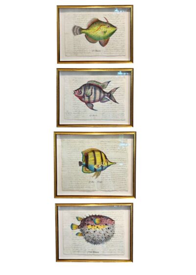 Antique Hand Colored Fish Engravings on Antique Paper, Custom Gold Frame, UV Acrylic, Unique One-of-a-Kind Art by Ottavio Ciampino, 1880-1920