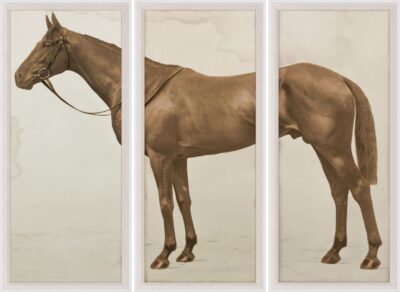 Side profile of Lord Denver's Prize Horse 'Aditoc' in elegant reproduction print, showcasing its majestic stature.