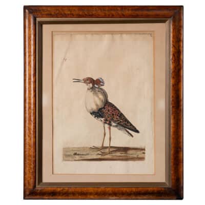 Close-up of antique colored engraving featuring male ruff bird in intricate detail, framed with aged patina.