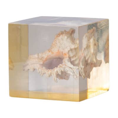 Close-up of Vintage Ramose Murex Seashell encased in acrylic cube, showcasing intricate patterns and vibrant colors from Indo-West Pacific circa 1970s.
