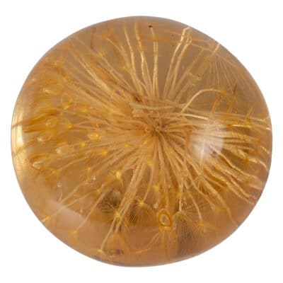 Circular vintage acrylic paperweight encasing a golden plant specimen.