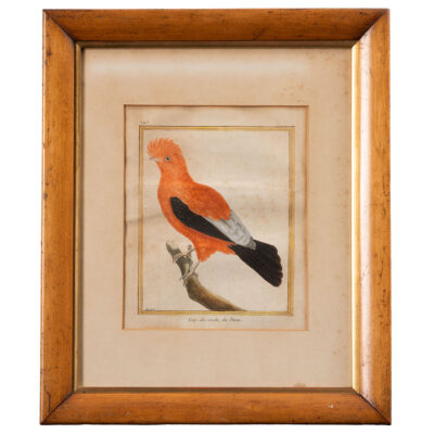 Close-up of an Antique Framed Water Color Print featuring a vibrant orange Coq-de-Roche du Perou bird with a large crest encased in