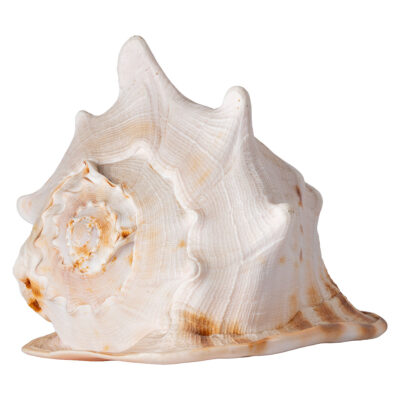 Close-up of large vintage sea shell, richly colored interior with intricate patterns, exuding natural elegance.