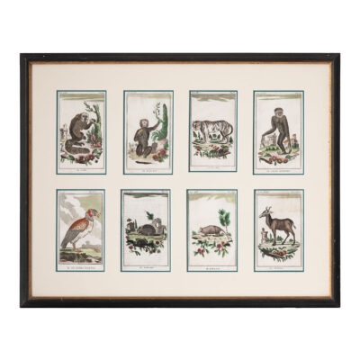 Set of 8 Framed Vintage African Animal Engravings