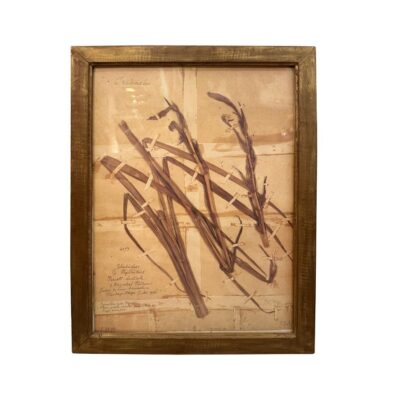 A framed botanical print in an antique frame, showcasing intricate plant details against a vintage background.