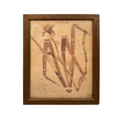 Vintage French Framed Plant Study #2, featuring a detailed botanical illustration in an elegant antique frame.