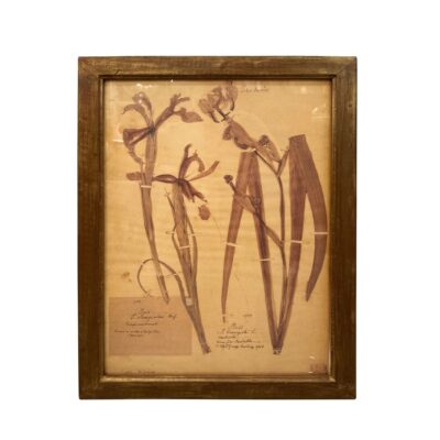 Close-up of antique framed plant study, showcasing botanical illustrations with detailed stems and leaves in vintage style.