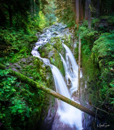 Whispers of the Forest Original Photograph