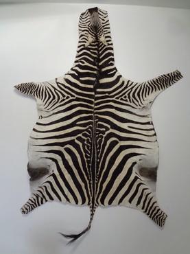 Zebra hide rug with felt backing on display